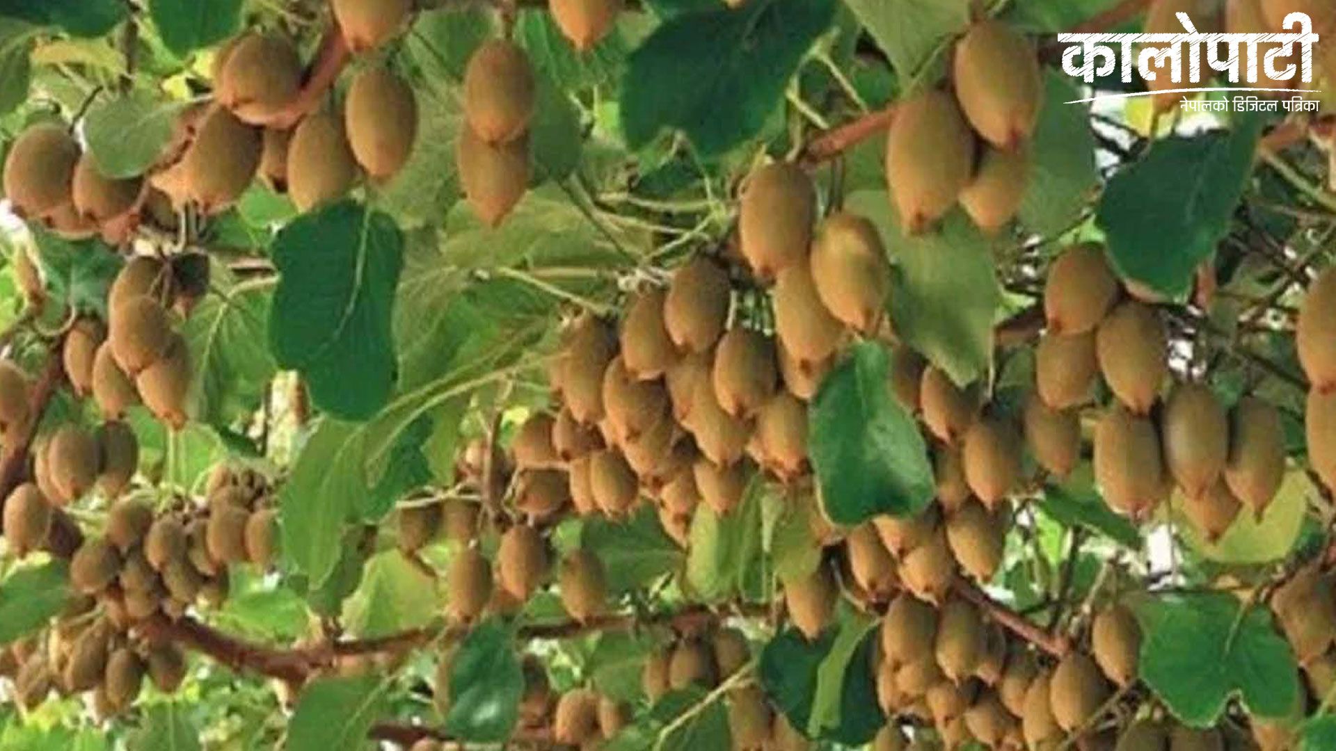 बागलुङको भकुण्डेमा किबी खेती फस्टाउँदै, पाँच बोटमै वार्षिक पाँच सय किलो किबी फल्ने