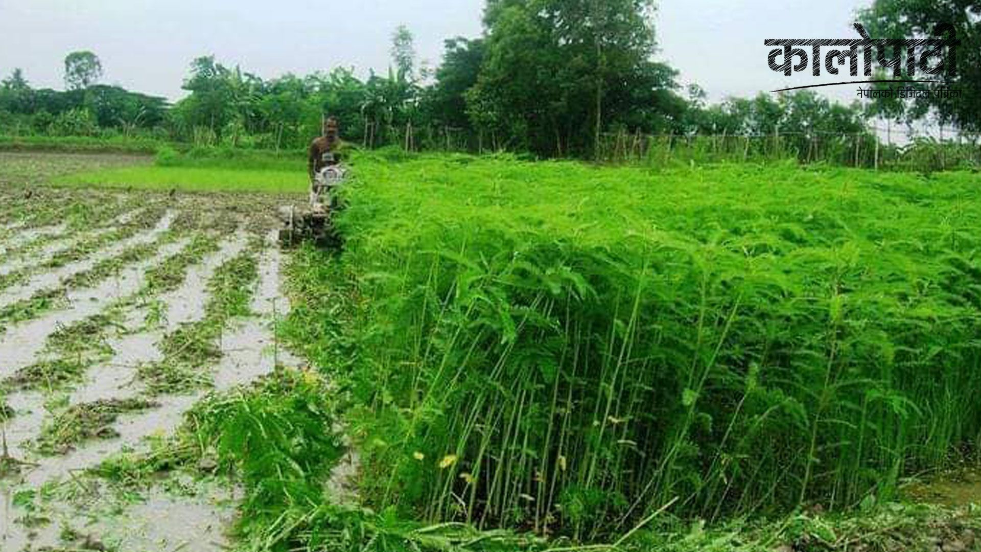 मलको विकल्पमा खेतमा ढैँचा उमार्दै किसान, खेती गर्दा मल प्रयोग गर्नैपर्ने बाध्यता