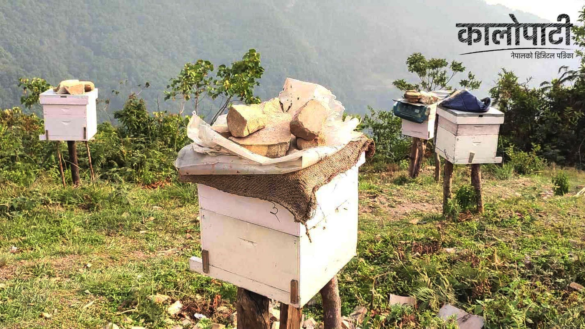 अरिङ्गालले मौरी खाइदिएपछि किसान समस्यामा, माहुरीको हेरालो बस्नुपर्ने बाध्यता